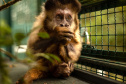 Morre macaco-prego que motivou iniciativas pró-fauna do Governo do Estado
