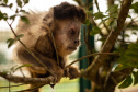 Morre macaco-prego que motivou iniciativas pró-fauna do Governo do Estado