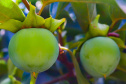 Caqui desidratado é alternativa para produtor aumentar ganho com a fruta