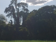 Governo do Paraná registra mais uma Reserva Particular do Patrimônio Natural no Norte do Estado