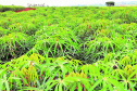 IDR-Paraná lança cinco cultivares no Show Rural