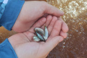 Em apoio a Desafio de Pesca, Governo promove soltura de 105 mil peixes nativos no Rio Paraná