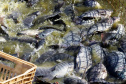 Paraná produziu 9,3% a mais de peixes em 2021 confirmando liderança nacional