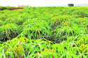 Mandioca para indústria é destaque do IDR-Paraná no Show Rural