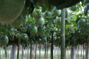 IDR-Paraná lança cultivar de maracujá no Show Rural