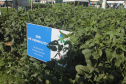 IDR-Paraná apresenta cultivares de mandioca, soja e maracujá ao setor produtivo - Cascavel, 09/02/2022
