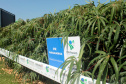 IDR-Paraná apresenta cultivares de mandioca, soja e maracujá ao setor produtivo - Cascavel, 09/02/2022