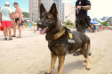 Cães policiais da Polícia Civil interagem com a sociedade no Litoral