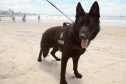 Cães policiais da Polícia Civil interagem com a sociedade no Litoral