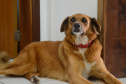 Polícia Civil apresenta os mascotes das delegacias do Litoral