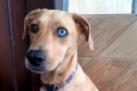 Polícia Civil apresenta os mascotes das delegacias do Litoral