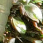 Começam vistorias do projeto Selo Verde, na Ilha do Mel