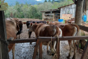 Dieta balanceada aumenta produção e diminui despesas com alimentação do gado leiteiro