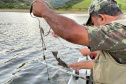 Durante Piracema, Paraná teve cinco forças-tarefas de fiscalização e repovoou rios com mais 770 mil peixes nativos
