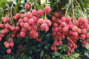 Frutas paranaenses ganham mercado internacional 