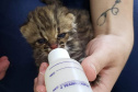 Governo do Paraná torna permanente o curso para voluntariado no cuidado de animais silvestres  - cURITIBA, 21/03/2022