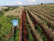 Com juros subsidiados pelo Estado, Banco do Agricultor muda a realidade dos paranaenses