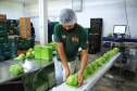 Paraná tem 10,5% da alimentação escolar proveniente de orgânicos