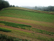 IDR-Paraná: pesquisa busca impulsionar a agricultura orgânica