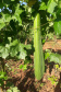 Apoio do Estado e cooperativismo ajudam a promover agricultura orgânica no Paraná 
