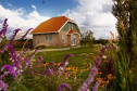 lavanda