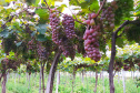 Produtores do Sudoeste debatem tecnologias para impulsionar a produção de uvas