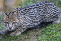 Criadouro Onça Pintada é reconhecido como Amigo da Fauna pelo Estado