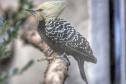 Criadouro Onça Pintada é reconhecido como Amigo da Fauna pelo Estado