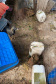  Mais de 150 animais são identificados com sinais de maus tratos em Pato Branco