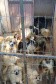  Mais de 150 animais são identificados com sinais de maus tratos em Pato Branco