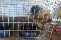  Mais de 150 animais são identificados com sinais de maus tratos em Pato Branco