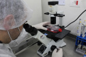 Realização de exame sorológico pelo Tecpar completa um ano, com foco na União Europeia e EUA - Na foto, profissionais do laboratório de sorologia do Tecpar realizam ensaios. O laboratório do Tecpar é credenciado no Centro para Controle e Prevenção de Doenças (CDC), dos EUA, e na agência francesa Anses-Nancy, laboratório de referência da UE 