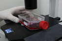 Realização de exame sorológico pelo Tecpar completa um ano, com foco na União Europeia e EUA - Na foto, profissionais do laboratório de sorologia do Tecpar realizam ensaios. O laboratório do Tecpar é credenciado no Centro para Controle e Prevenção de Doenças (CDC), dos EUA, e na agência francesa Anses-Nancy, laboratório de referência da UE 