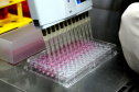 Realização de exame sorológico pelo Tecpar completa um ano, com foco na União Europeia e EUA - Na foto, profissionais do laboratório de sorologia do Tecpar realizam ensaios. O laboratório do Tecpar é credenciado no Centro para Controle e Prevenção de Doenças (CDC), dos EUA, e na agência francesa Anses-Nancy, laboratório de referência da UE 