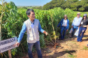 Dia de Campo do Projeto Mandioca Renda mostra resultados de cultivares