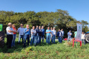 Dia de Campo do Projeto Mandioca Renda mostra resultados de cultivares