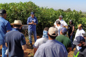 Dia de Campo do Projeto Mandioca Renda mostra resultados de cultivares
