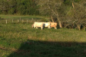 IDR-Paraná doa animais Purunã ao colégio agrícola de Palmeira