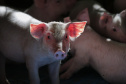 Produção de carne suína cresce 9% no primeiro trimestre no Paraná, aponta IBGE