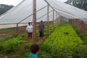 Projetos de transferência de renda para a agricultura familiar serão ampliados no Paraná - 