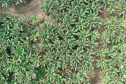 Adapar treina operadores de drones para defesa sanitária vegetal