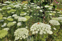 Rios de Cascavel recebem flores e árvores   