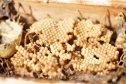 POLINIZA