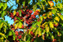 Café, tecnologias, sucessão e mulheres no agro são as novas categorias do Prêmio Orgulho da Terra