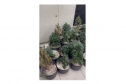 Denúncia anônima leva à apreensão de 42 pés de maconha em Curitiba