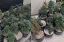 Denúncia anônima leva à apreensão de 42 pés de maconha em Curitiba