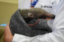 37 mil animais domésticos e silvestres em 2022