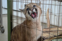 37 mil animais domésticos e silvestres em 2022