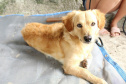 37 mil animais domésticos e silvestres em 2022