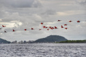 *Veranistas são orientados a respeitar distância dos bandos de guarás no litoral*